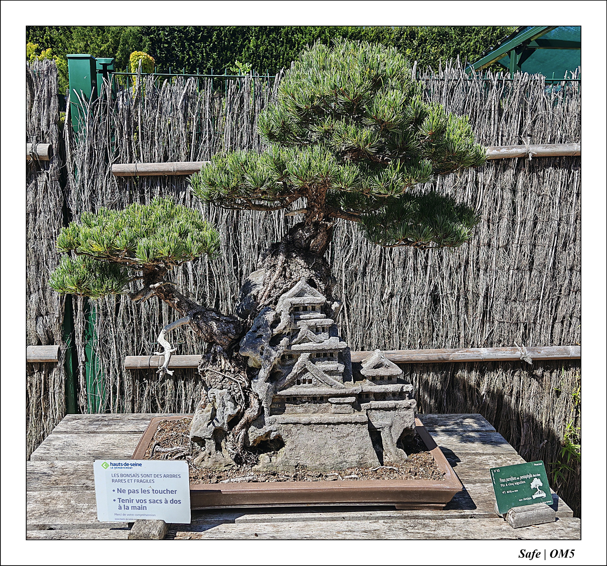 2025 - 08 - Vallée des loups - 19